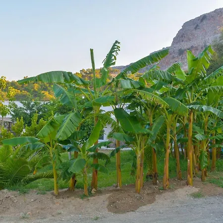 Rose * アルハンゲロス