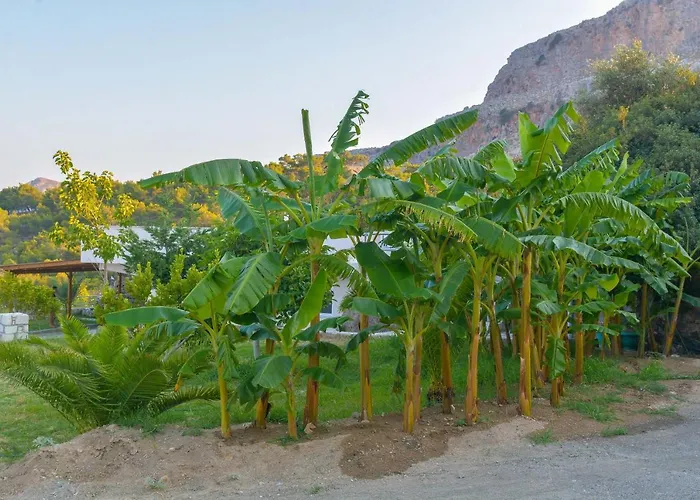 Rose * Archangelos (Rhodes)