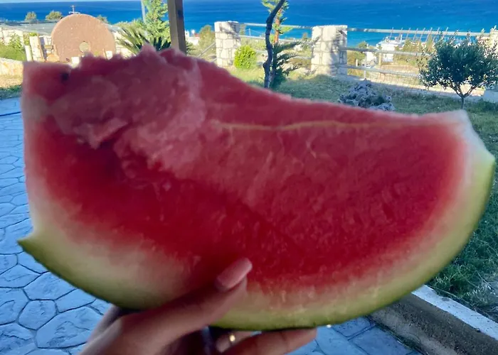 فيلة Rose أرخانجلوس